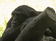 Chimpanzee Poster