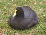 Commn Coot Magnet