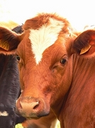 Cow Magnet