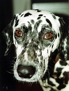 Dalmatian Poster