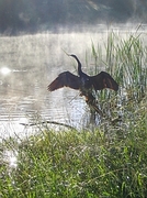 Darter Magnet