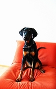 Doberman Magnet