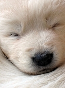 Dog Poster