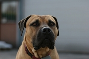 Dog Poster