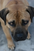 Dog Poster