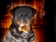 Dog Poster