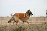 Dog Poster