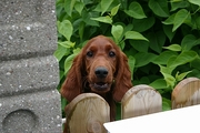Dog Poster