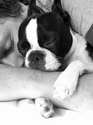 Dog Magnet