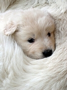 Dog Poster