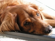 Dog Poster