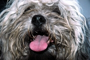 Dog Poster