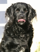 Dog Poster