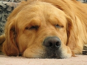 Dog Poster