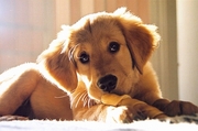 Dog Poster