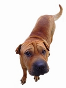 Dog Poster