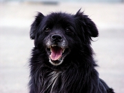 Dog Poster