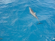 Dolphin Magnet