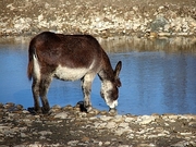 Donkey T-Shirt