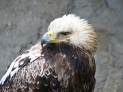 Eastern Imperial Eagle Magnet