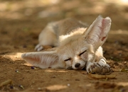 Fennec Fox Mousepad
