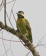 Golden-breasted Woodpecker Poster