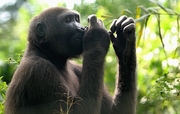 Gorilla Poster