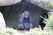 Gorilla Poster