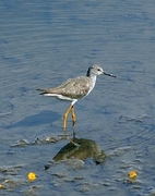 Greater Yellowlegs Magnet
