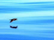 Gull Magnet