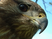 Hawk Magnet