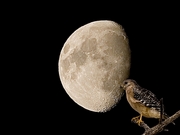 Hawk Magnet