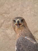 Hawk Magnet