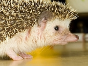 Hedgehog Magnet