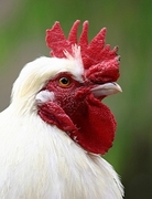 Hen Magnet