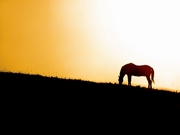 Horse Mousepad