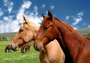 Horse Mousepad