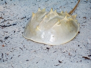 Horseshoe Crab Magnet