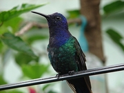 Hummingbird Magnet
