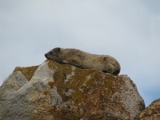 Hyrax Magnet