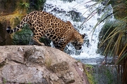Jaguar T-Shirt