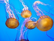 Jellyfish T-Shirt