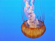Jellyfish T-Shirt