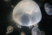Jellyfish T-Shirt