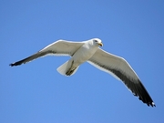 Kelp Gull Magnet