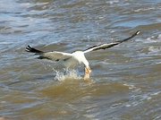 Kelp Gull Magnet