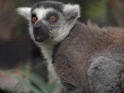 Lemur Poster