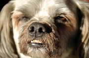 Lhasa Apso Poster