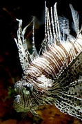 Lion Fish Magnet