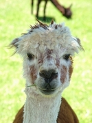 Llama Magnet